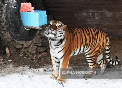 Бенгальский тигр — Зоопарк Садгород