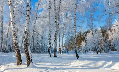 Береза зимой - фото и картинки: 59 штук