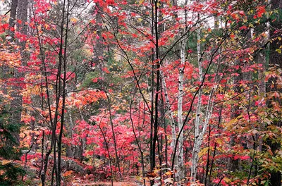 Осенняя береза и клен изображение_Фото номер 501497469_JPG Формат  изображения_ru.lovepik.com