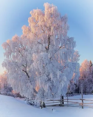 Белая береза зимой - 38 фото