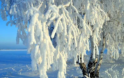 Картинка Береза в зимнем наряде » Зима » Природа » Картинки 24 - скачать  картинки бесплатно