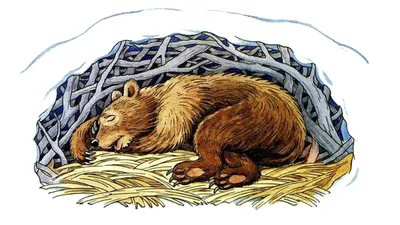 Медведь в берлоге рисунок - 71 фото