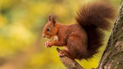 Обыкновенная белка / Red squirrel | Пикабу