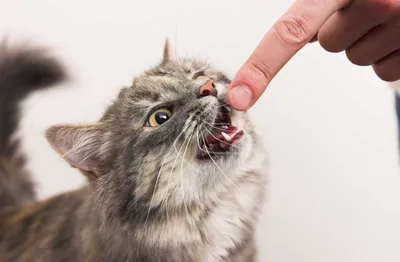 Может ли человек заразиться бешенством от кошки, как оно передается  человеку от котов, признаки бешенства у человека после царапины кошки