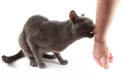 Если укусила бешеная кошка: симптомы и признаки бешенства у человека после  укуса кошки или кота, есть ли прививка от бешенства для людей