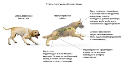 Бешенство от собаки к человеку (59 фото) - картинки sobakovod.club