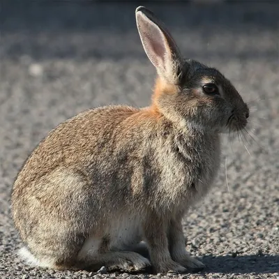 Европейский Дикий Кролик — стоковые фотографии и другие картинки  Американские кролики - Американские кролики, Без людей, Большой - iStock