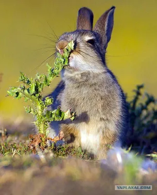 Чем дикий кролик отличается от домашнего: 10 различий в физиологии и образе  жизни | Приключения натуралиста | Дзен