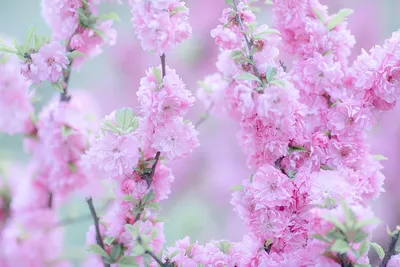 Стоковые фото тематики нежный розовый цвет и цветущая вишня | Tengyart