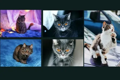 Бесплатные стоковые фото с котиками (5 кадров в высоком разрешении)