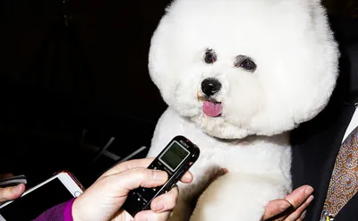 Бишон фризе победил на всемирной выставке собак Westminster Dog Show-2018 —  РБК