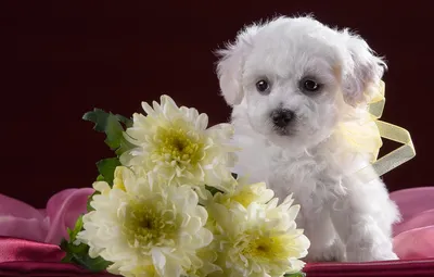 Обои белый, милый, щенок, хризантемы, бишон фризе картинки на рабочий стол,  раздел собаки - скачать