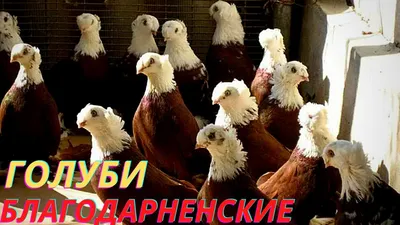 Благодарненский голубь - YouTube