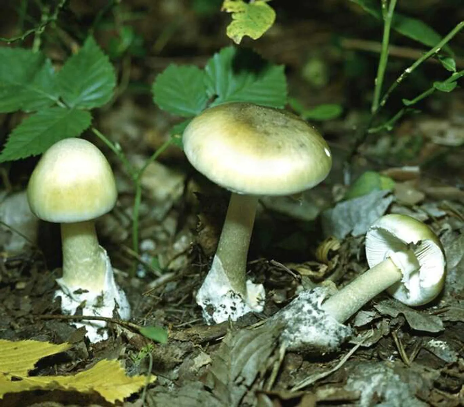 Поганки в лесу. Бледная поганка. Бледная поганка гриб. Бледная поганка зеленая. Бледная погоганка гриб.