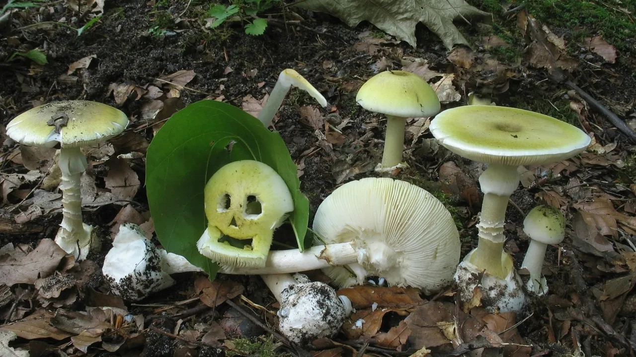 Покажи поганку. Бледная поганка гриб. Amanita phalloides гриб. Бледная поганка (мухомор зеленый). Бледная поганка шляпка.