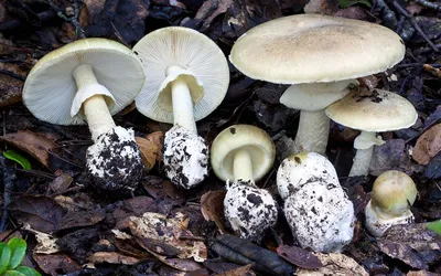 Ядовитые грибы бледная поганка - 32 фото