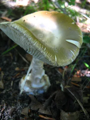 Бледная поганка - самый ядовитый гриб. Энциклопедия. Материал для реферата