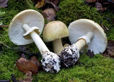Самый ядовитый гриб в мире — где он растет и как воздействует на людей -  Hi-News.ru