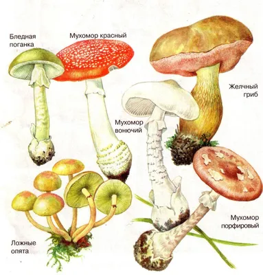 Грибы съедобные и ядовитые. Описания и виды грибов с фото. | Грибы,  Ядовитые растения, Растения