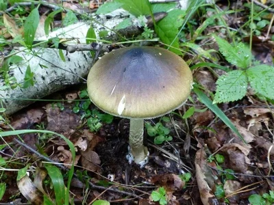 Бледная поганка | Гриб смертельно ядовитый | Фото грибов в естественной  среде