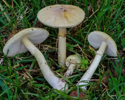 Бледная поганка: описание, фото, где растет, как отличить от съедобных  грибов