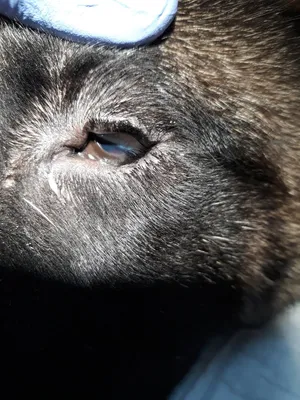 Чешуйчатый блефарит у собаки (56 фото) - картинки sobakovod.club
