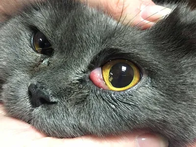 Больные глаза у кошки - картинки и фото koshka.top
