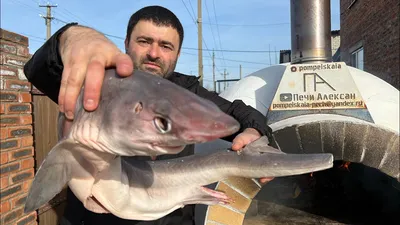 🦈 Мясо акулы купить в Тюмени: цена за 1 кг акульего мяса от 600 руб -  интернет-магазин Дикоед