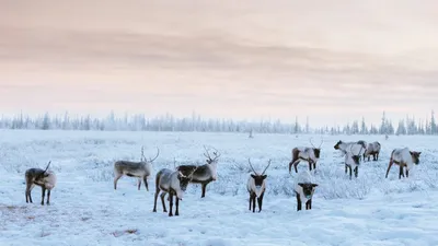 Известные тревел-блогеры дали советы собирающимся в поездку на Ямал |  «Красный Север»