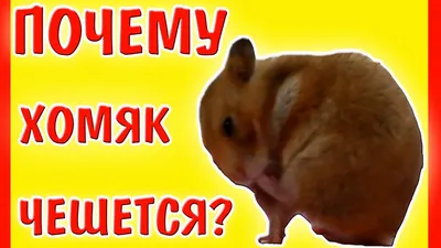 ПОЧЕМУ ХОМЯК ЧЕШЕТСЯ? / У ХОМЯЧКА БЛОХИ? / ХОМЯК / Если хомяк часто чешется  - YouTube