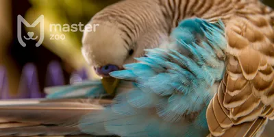 Супер Макро Крупным Планом Ceratophyllus Gallinae Известный Как Курица Блох  Или Европейских Куриных Блох Это Эктопаразит Птиц Которые Обычно Напад —  стоковые фотографии и другие картинки Блоха - iStock