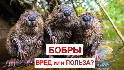 БОБР (Beaver). Энциклопедия дикой природы - YouTube