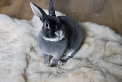 Полушубок из меха бобрика (кролик рекс) — купить в интернет магазине Kler
