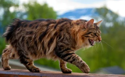 Бобтейл курильский (фото): русская короткохвостная кошка Смотри больше  http://kot-pes.com/bobtejl-kurilskij-foto/ | Warrior cats, Gorgeous cats,  Beautiful cats