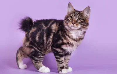 Курильский бобтейл – это удивительная кошка с пушистым помпоном вместо  хвоста. | Пикабу