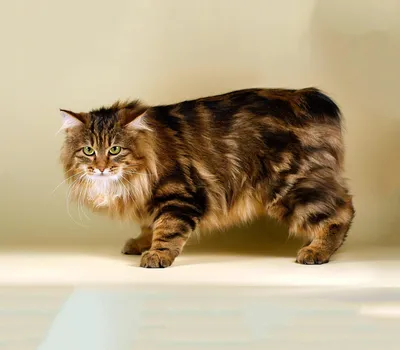 Курильский бобтейл длинношёрстный - описание породы кошек, характеристики,  цена