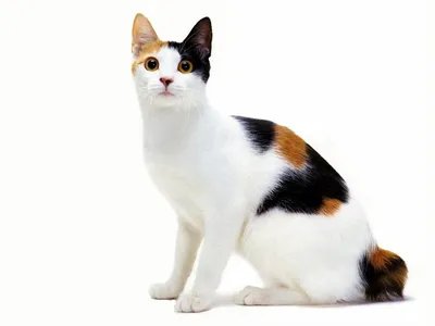 Японский бобтейл: фото, характер, описание кошек породы японский бобтейл |  Блог зоомагазина Zootovary.com