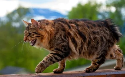 Кот курильский бобтейл (39 лучших фото)