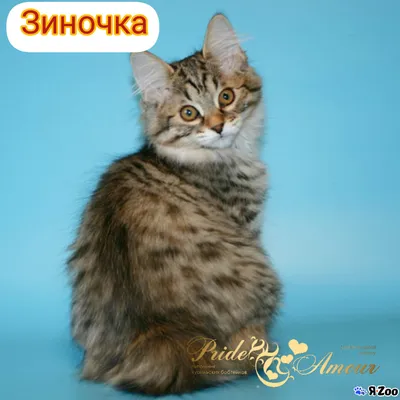 Купить котенка Курильского бобтейла в Москве 🐱 цены на кошек породы  курильский бобтейл