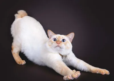 Меконгский бобтейл: фото, характер, описание кошек породы тайский бобтейл |  Блог зоомагазина Zootovary.com