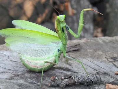 Богомолы — удивительные насекомые [фото] | Пикабу