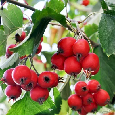 Боярышник крупноплодный (Crataegus aestivalis) - описание сорта, фото,  саженцы, посадка, особенности ухода. Дачная энциклопедия.