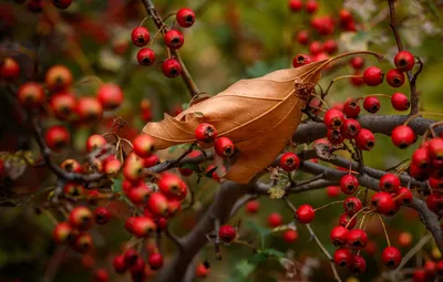 Обои осень, ветки, ягоды, листок, плоды, боке, осенние листья, боярышник,  осенний листок картинки на рабочий стол, раздел природа - скачать