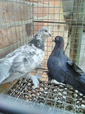 Pigeons Azerbaijan,Baku - Breeder/Owner: Orxan Agazade Настоящий Бакинские бойные  голуби Pigeon from Azerbaijan,Baku \"Large Tails | Facebook