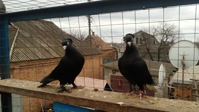 Iraqi pigeons. Do you like the noise they make when they play? - YouTube