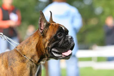 Собака боксер с купированными ушами (56 фото) - картинки sobakovod.club