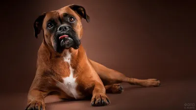 Собака боксёр (32 фото) | Собаки, Боксер собака, Животные