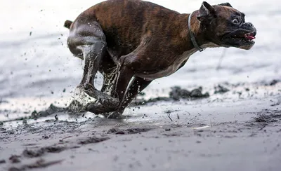 Фото Боксер собака бегущий с брызгами грязный животное