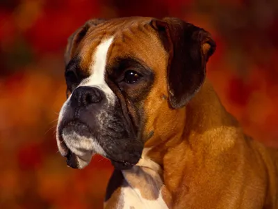 Картинка Собака боксер » Собаки » Животные » Картинки 24 - скачать картинки  бесплатно
