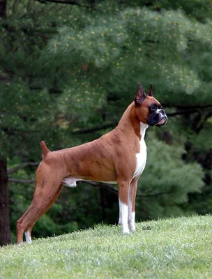 Американский боксер собака (71 фото) - картинки sobakovod.club